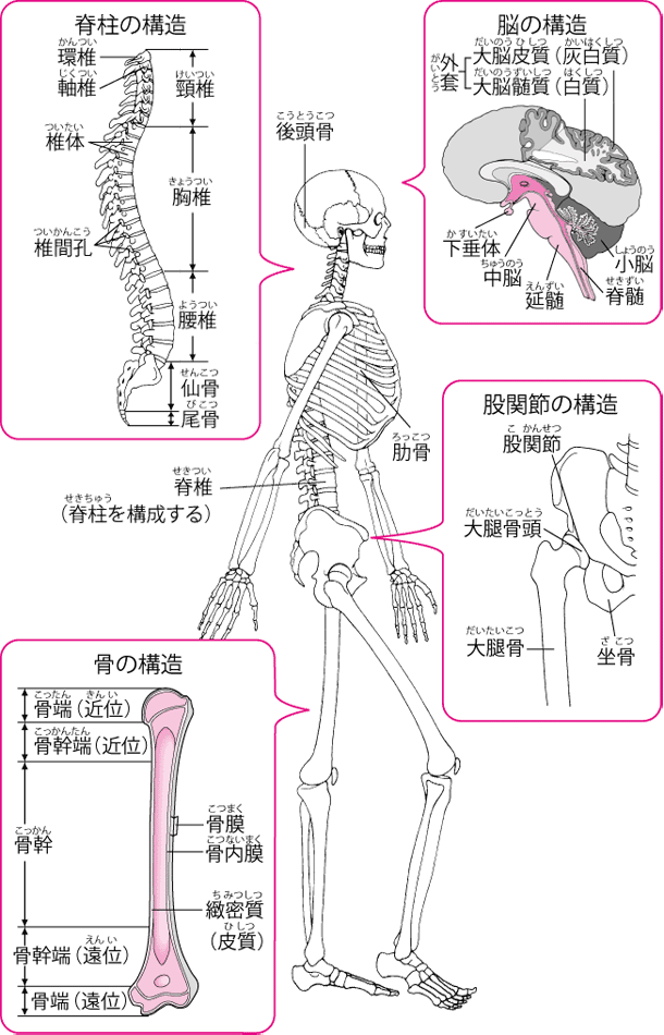 recommendations-in-order-to-strengthen-the-bones