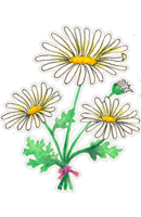 marguerite