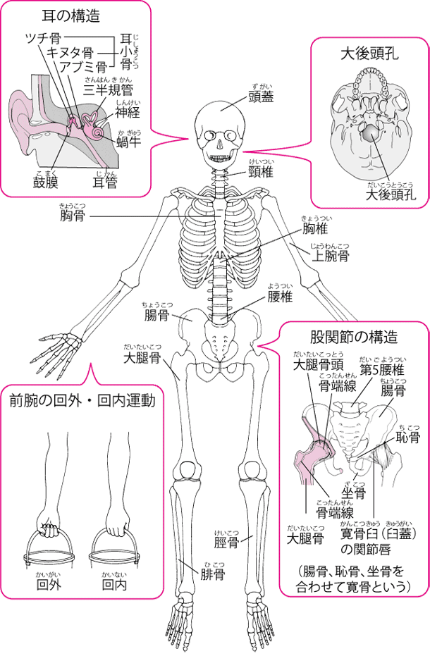 recommendations-in-order-to-strengthen-the-bones